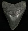 Nice Dark, Megalodon Shark Tooth #6670-1